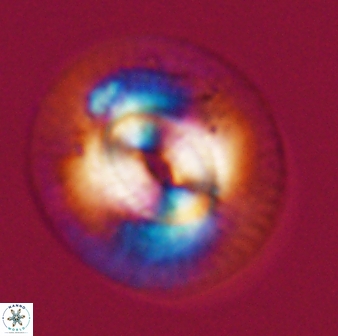 Coccolithus mesopelagicus 31204