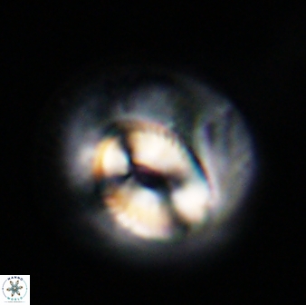 Coccolithus mesopelagicus 31201