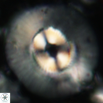 Coccolithus miopelagicus 107