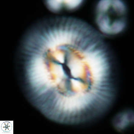 Coccolithus miopelagicus 1440