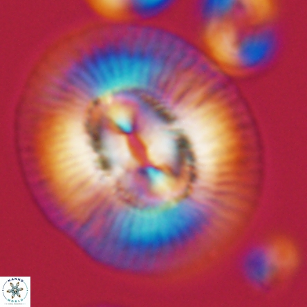 Coccolithus miopelagicus 1441