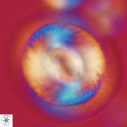 Coccolithus miopelagicus 1442
