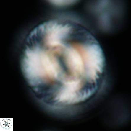 Coccolithus miopelagicus 1443