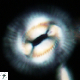 Coccolithus miopelagicus 1449