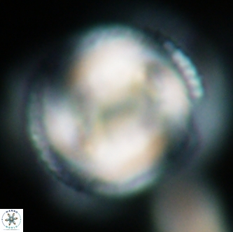 Coccolithus miopelagicus 1451