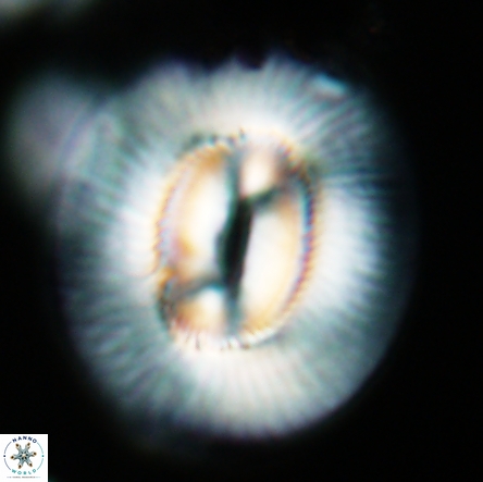 Coccolithus miopelagicus 1452