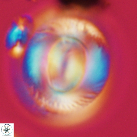 Coccolithus miopelagicus 1454