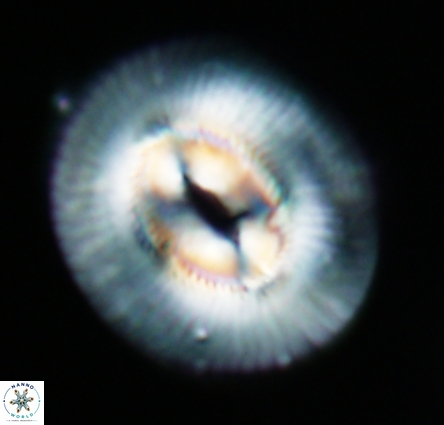 Coccolithus miopelagicus 1461