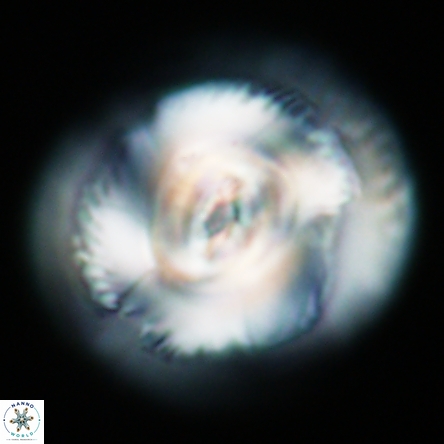 Coccolithus miopelagicus 1465