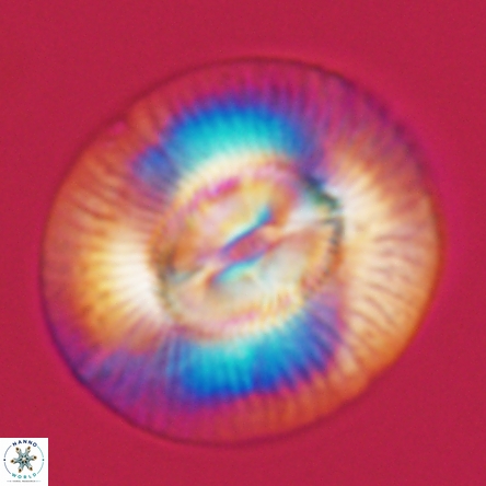 Coccolithus miopelagicus 1467