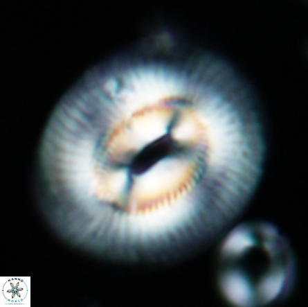 Coccolithus miopelagicus 1473