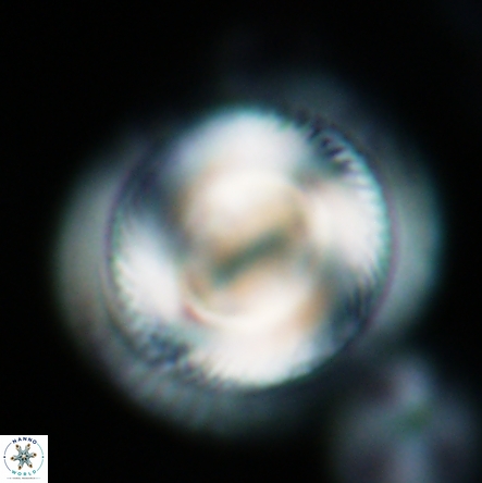 Coccolithus miopelagicus 1475