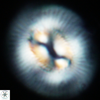 Coccolithus miopelagicus 1479