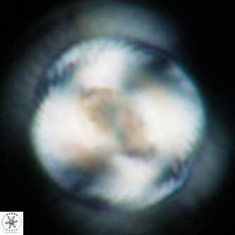Coccolithus miopelagicus 1480