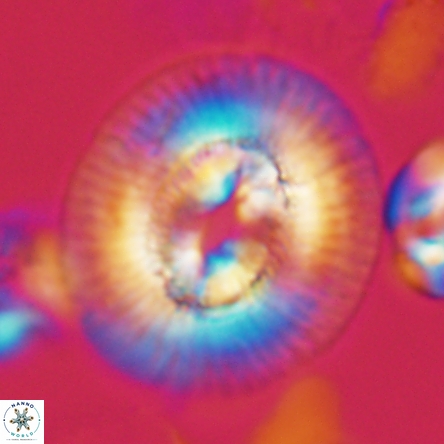 Coccolithus miopelagicus 1432