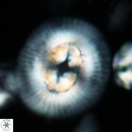 Coccolithus miopelagicus 1433