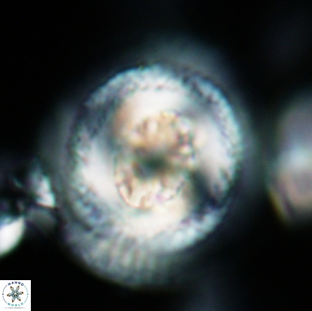 Coccolithus miopelagicus 1434