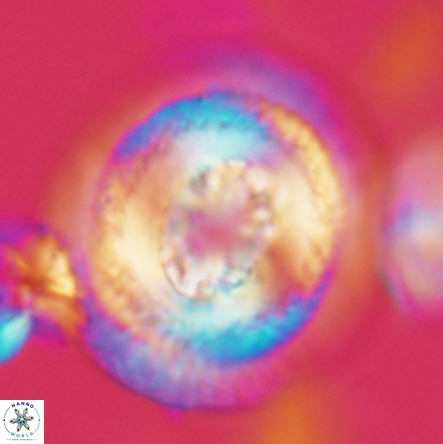 Coccolithus miopelagicus 1435
