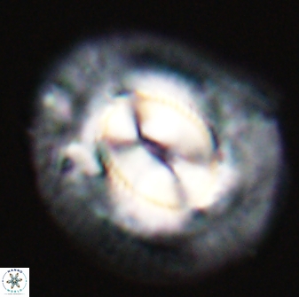 Coccolithus miopelagicus 22767