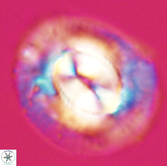 Coccolithus miopelagicus 22768