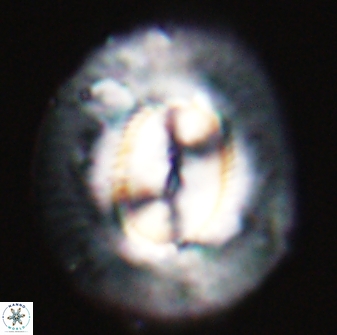 Coccolithus miopelagicus 22770