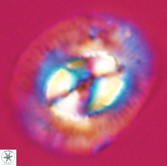 Coccolithus miopelagicus 22772