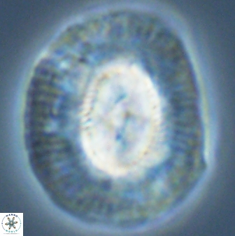 Coccolithus miopelagicus 22774