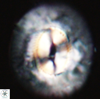 Coccolithus miopelagicus 22775