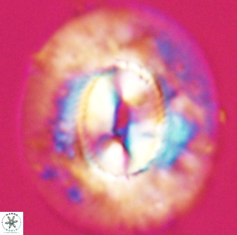 Coccolithus miopelagicus 22776