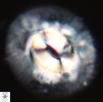 Coccolithus miopelagicus 22778