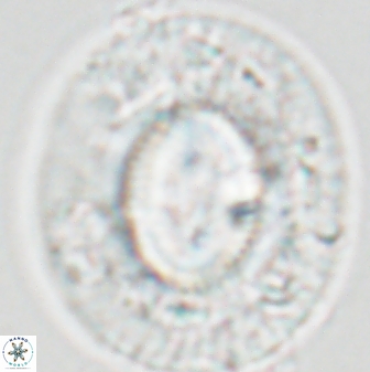 Coccolithus miopelagicus 22781