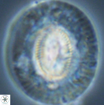 Coccolithus miopelagicus 22782