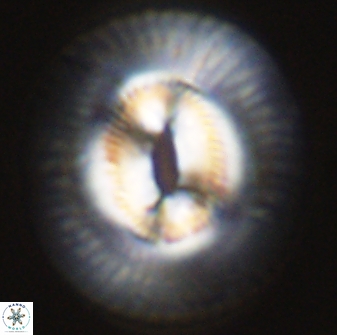 Coccolithus miopelagicus 27474