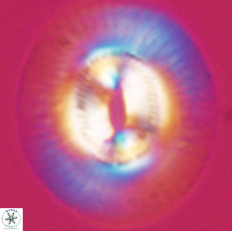 Coccolithus miopelagicus 27475