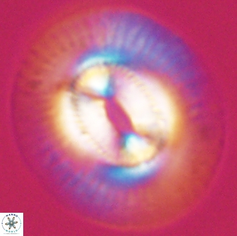 Coccolithus miopelagicus 27476