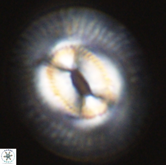 Coccolithus miopelagicus 27477
