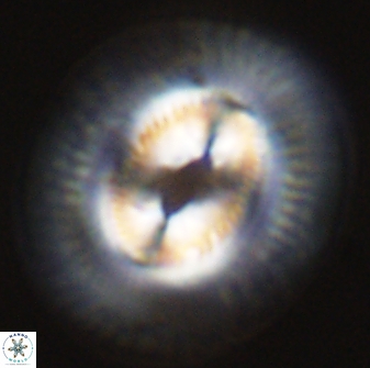 Coccolithus miopelagicus 27478