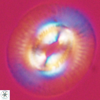 Coccolithus miopelagicus 27479