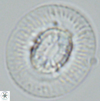 Coccolithus miopelagicus 27480