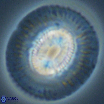 Coccolithus miopelagicus 27482