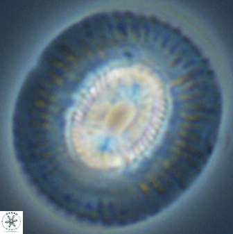 Coccolithus miopelagicus 27482