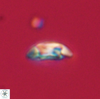 Coccolithus muiri 64088