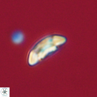Coccolithus muiri 64089