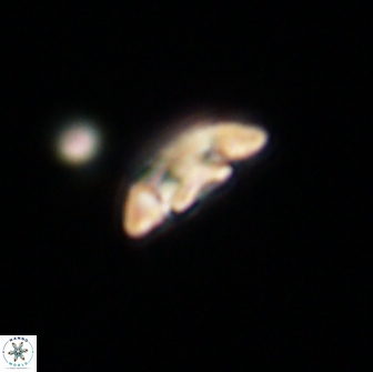 Coccolithus muiri 64090