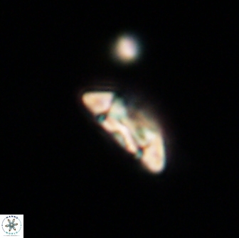Coccolithus muiri 64092