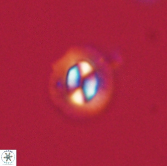 Coccolithus muiri 64098