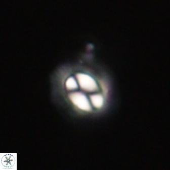 Coccolithus muiri 64100
