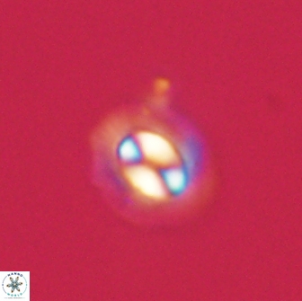 Coccolithus muiri 64101
