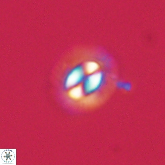 Coccolithus muiri 64102