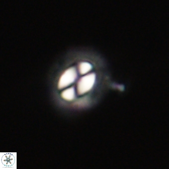 Coccolithus muiri 64104
